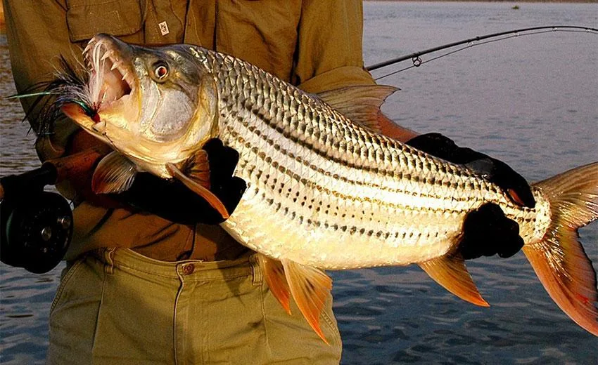 Tiger fish caught on the Zambezi in Zimbabwe
