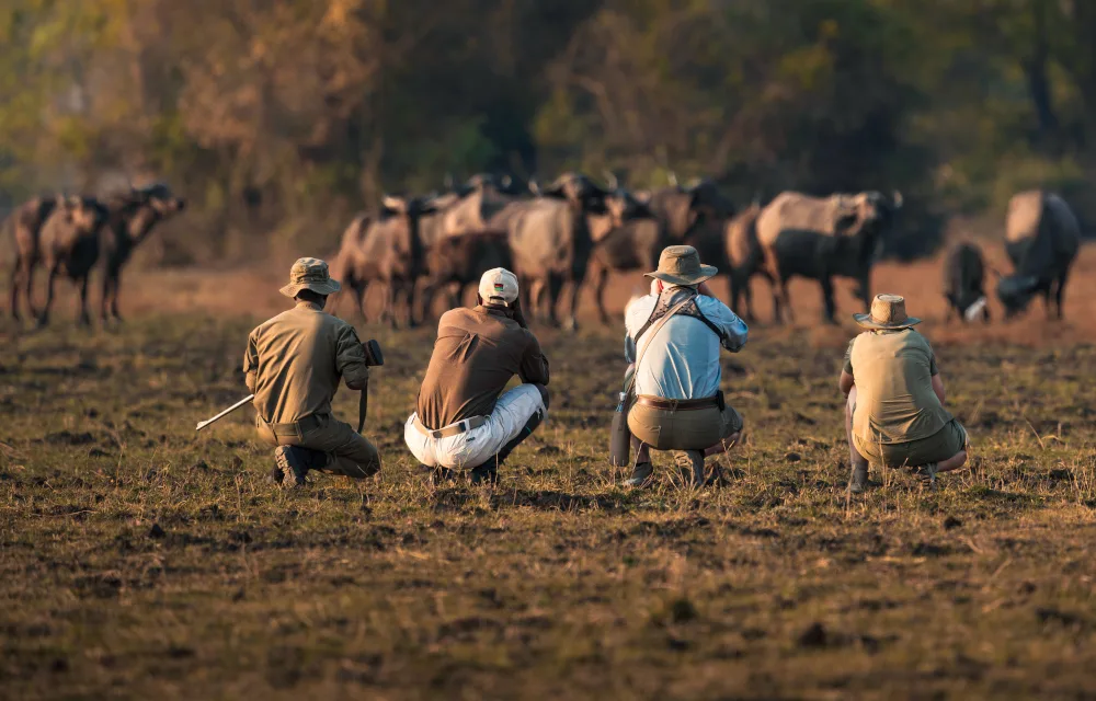 Walking safari among elephants in Malawi