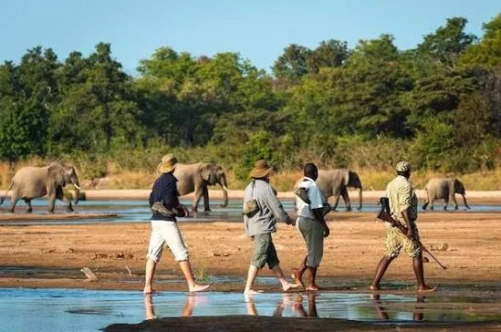 Walking safari beside elephants in Zambia