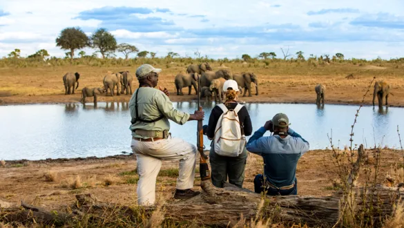 Guests walking beside a Zimbabwe waterhole