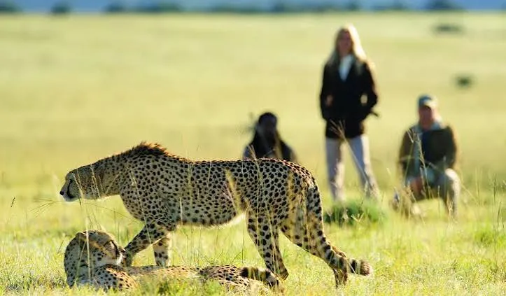 Leopard watched on a walking safari in Tanzania