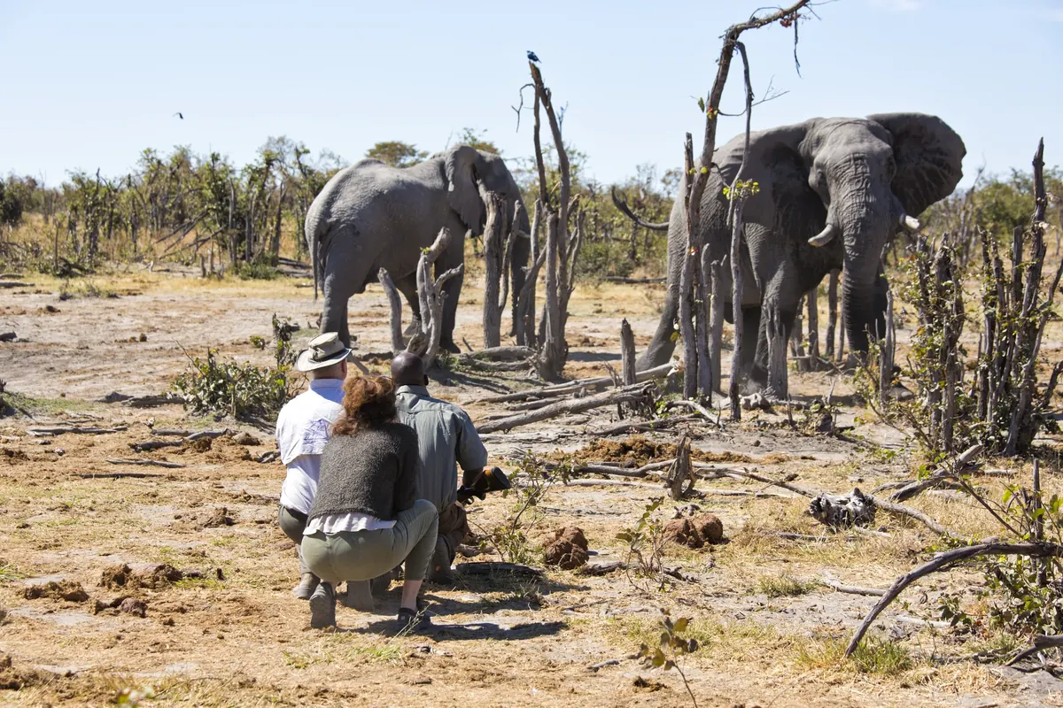 Guide walking near elephants in Botswana