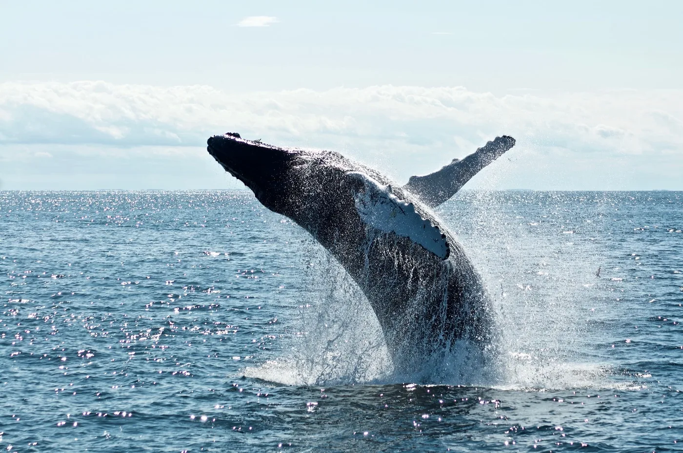 Whale breaching off the South African coast