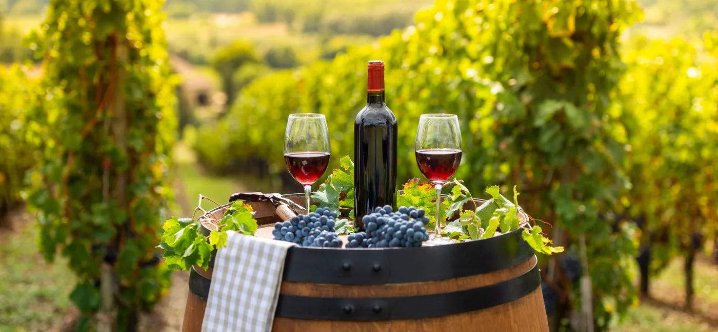 Wine tasting among South African vineyards